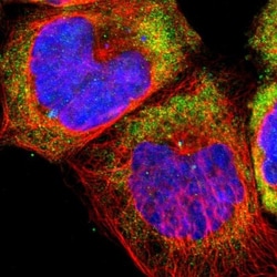 60S ribosomal protein L23 Antibody, Novus Biologicals 0.1mL; Unlabeled:Antibodies,